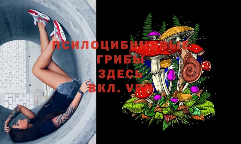 что такое   Дедовск  Галлюциногенные грибы Psilocybe 